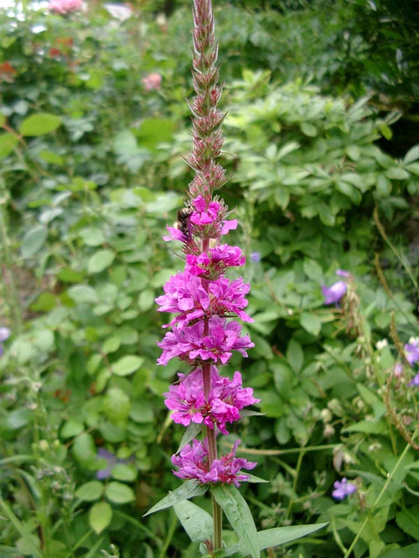 Lythrum salicaria 'Stichflamme' (Garten-Blutweiderich)