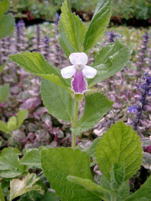 Melittis melissophyllum 'Royal Velvet Distinction' (Immenblatt)