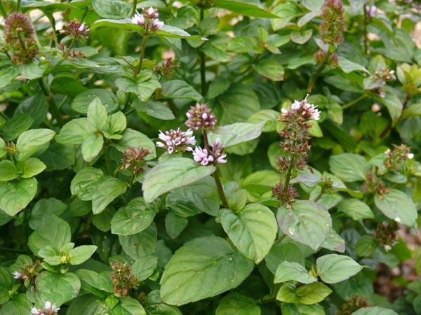 Mentha x piperita v. citrata 'Limone' (Limonenminze)