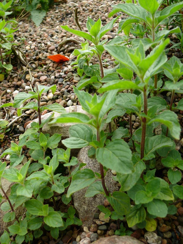 Mentha x gentilis var. citrata (Zitronenminze)