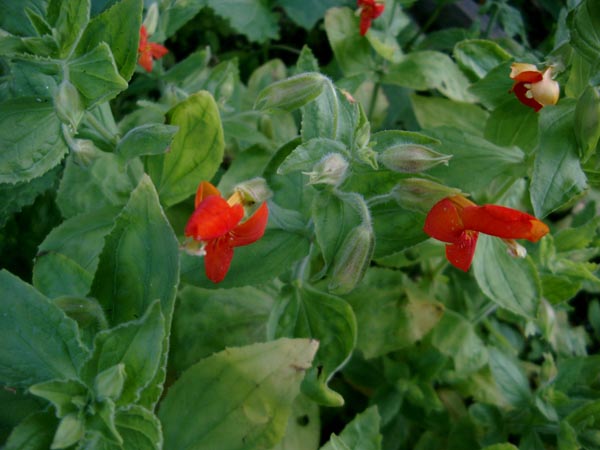 Mimulus cardinalis (Scharlachrote Gauklerblume)