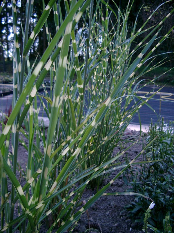 Miscanthus sinensis 'Zebrinus Strictus' (Überhängendes Zebra-China-Schilf)