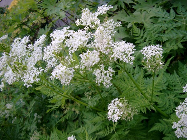 Myrrhis odorata (Süssdolde)