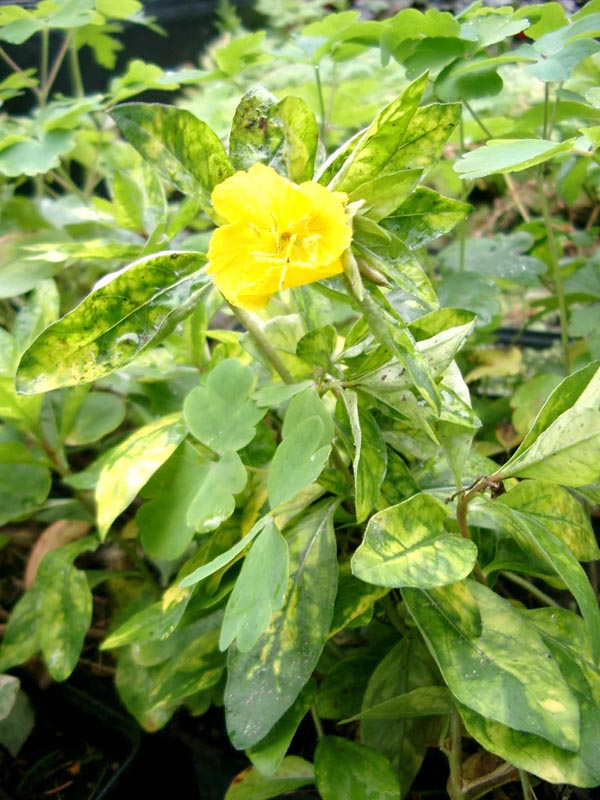 Oenothera fructicosa ’Camel’ (Panaschierte Nachtkerze)