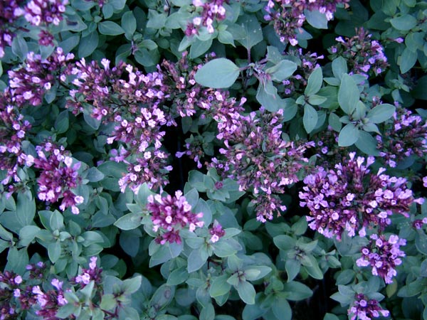 Origanum laevigatum 'Herrenhausen’ (Glatter Blumendost)