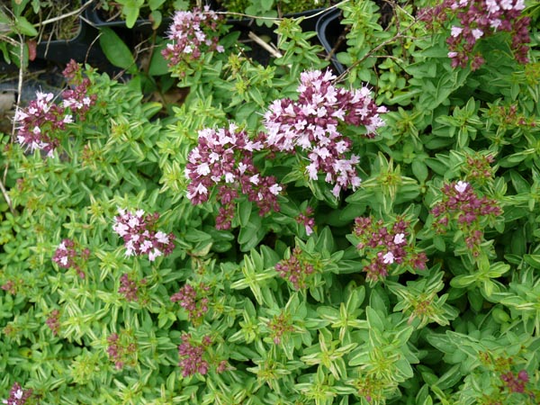 Origanum vulgare 'Compactum’ (Rasiger Dost)