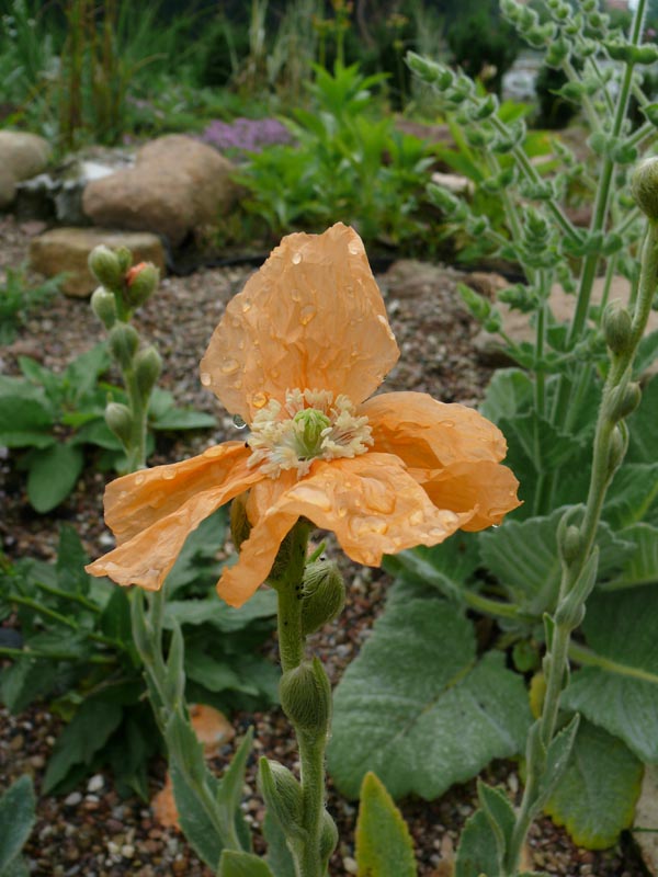 Papaver spicatum (Ährenmohn)