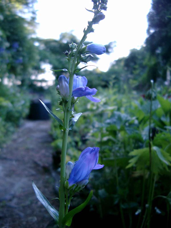 Penstemon strictus (Aufrechter Bartfaden)