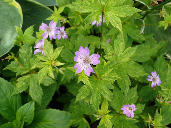 Geranium nodosum 'Maasbeeke' (Panaschierter Knotiger Bergwald-Storchschnabel)