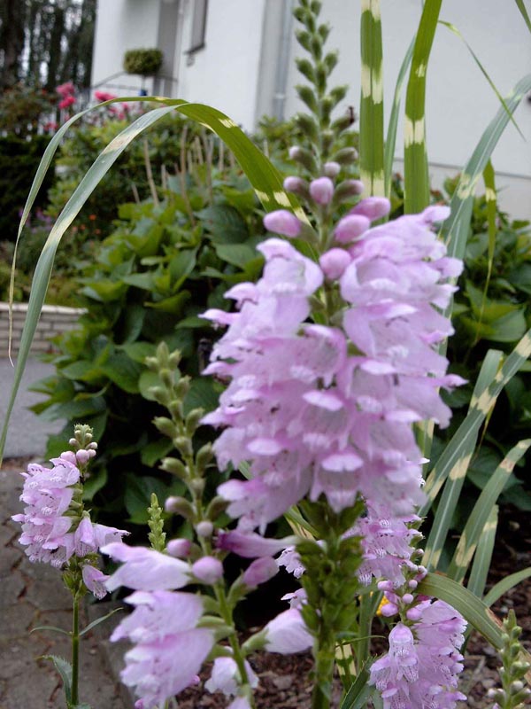 Physostegia virginiana 'Rosea' (Gelenkblume)