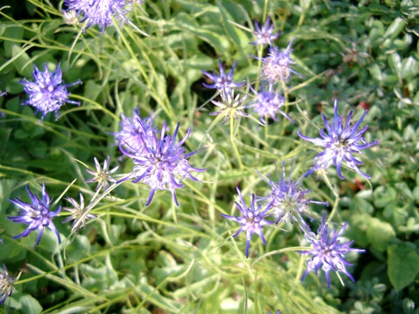 Phyteuma scheuchzerii (Scheuchzer-Teufelskralle)