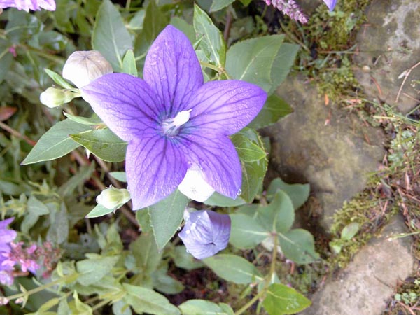 Platycodon grandiflorus 'Mariesii' (Ballonblume)
