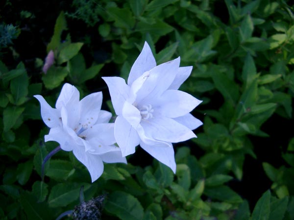 Platycodon grandiflorus `Hakone White` (Gefüllte Ballonblume)