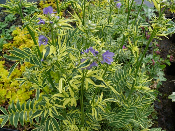 Polemonium caeruleum 'Brise d'Anjou' (Panaschierte Himmelsleiter, Jakobsleiter)