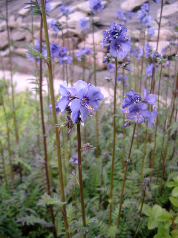 Polemonium yezoense `Purple Rain Strain` (Himmelsleiter, Jakobsleiter)