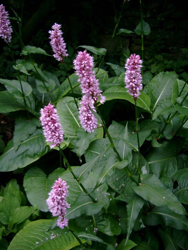 Persicaria bistorta 'Superbum' (Wiesen-Knöterich)