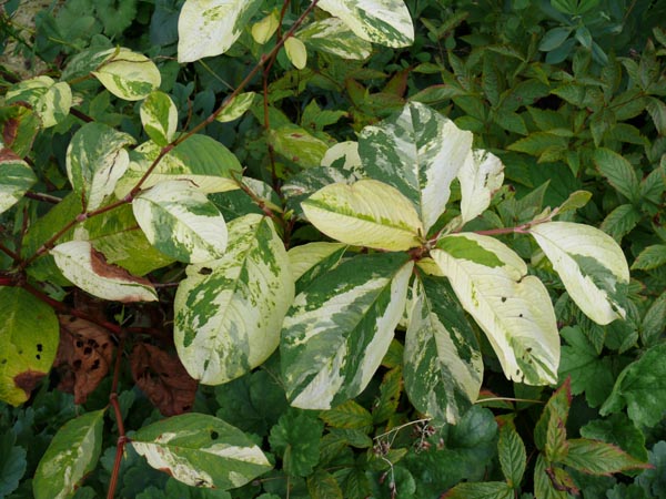 Persicaria filiforme `Variegatum` (Buntblättriger Faden-Knöterich)