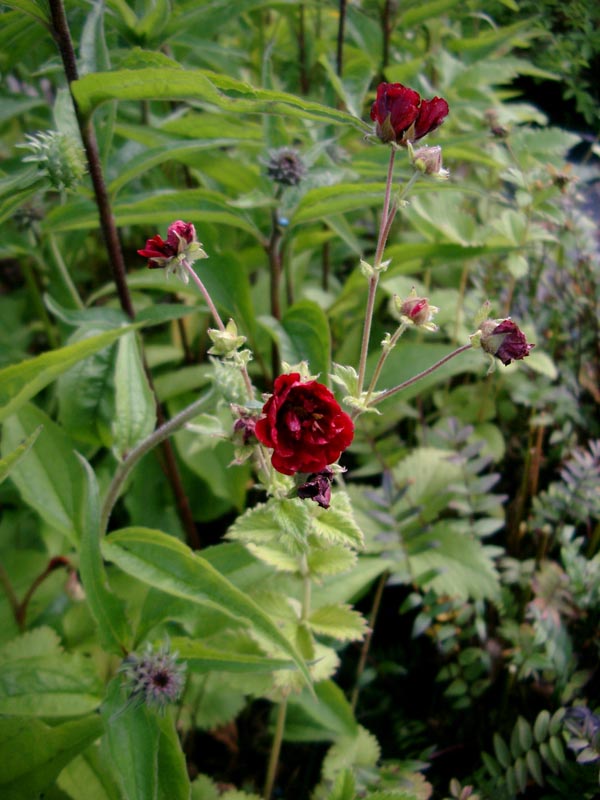 Potentilla atrosanguinea 'Fireball Mixed' (Fingerkraut)
