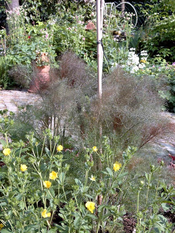 Potentilla recta (Hohes Fingerkraut)