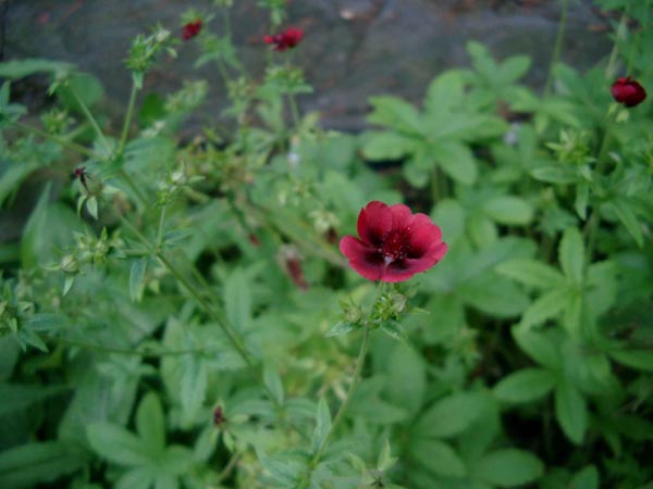 Potentilla thurberi ’Monarch's Velvet’ (Samt-Fingerkraut)