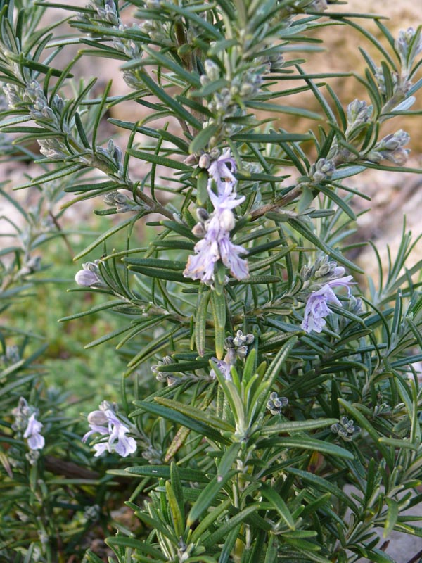 Rosmarinus officinalis (Gewürzrosmarin)