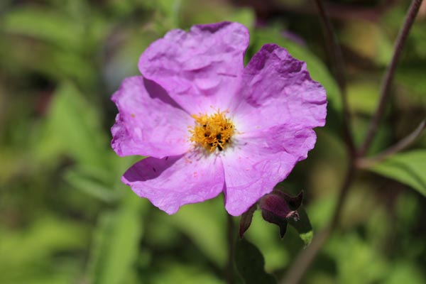 Cistus incanus ssp. tauricus (Graubehaarte Zistrose)