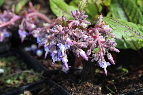 Trachystemon orientalis (Rauling)