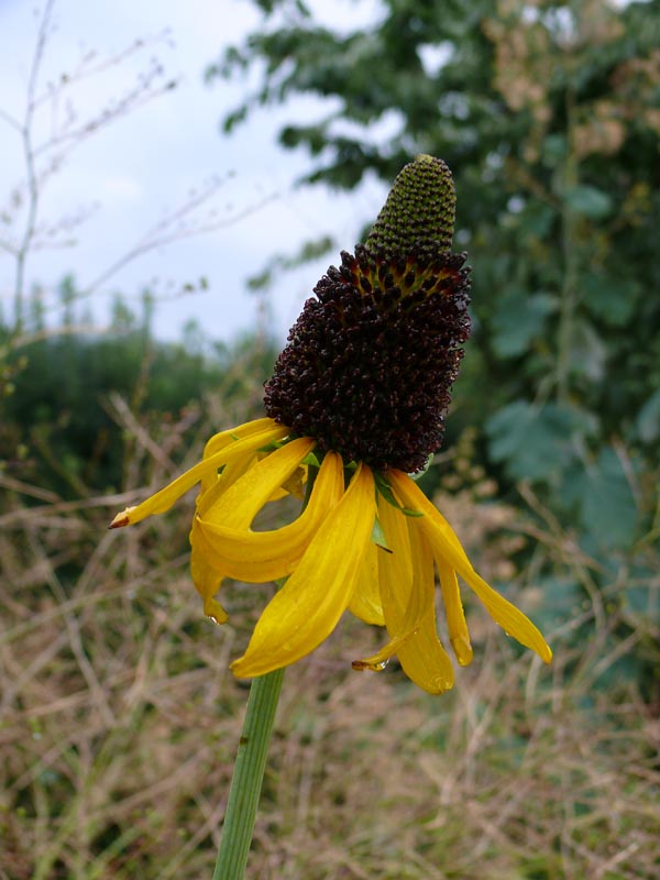 Rudbeckia maxima (Grosser Sonnenhut)