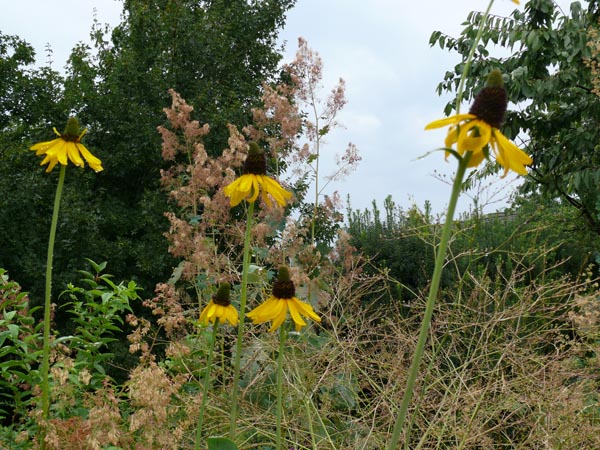 Rudbeckia maxima (Grosser Sonnenhut)