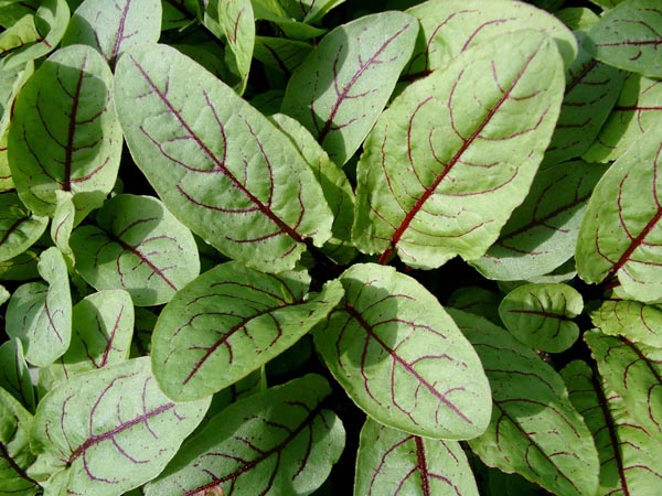 Rumex sanguineus var. sang. (Blutampfer)