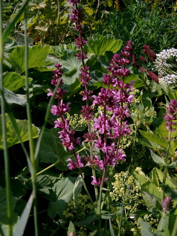 Salvia nemorosa 'Rosenwein' (Sommer-Garten-Salbei)