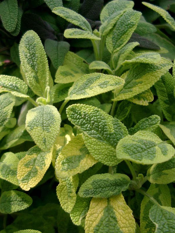 Salvia officinalis 'Aurea' (Buntblättriger Salbei)