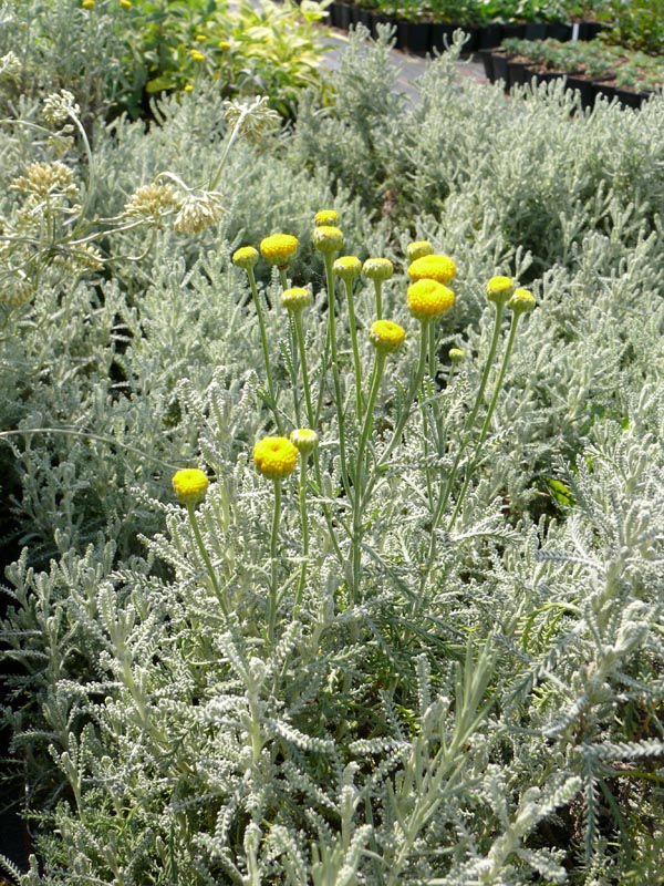 Santolina chamaecyparissus (Heiligenkraut)