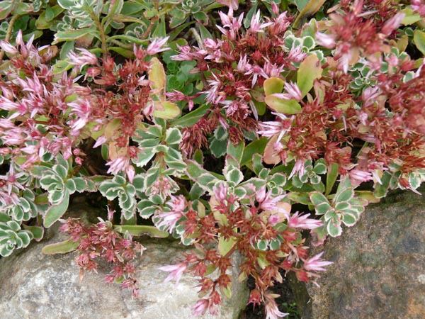 Sedum spurium 'Variegatum' (Panaschiertes Teppich-Fettblatt)