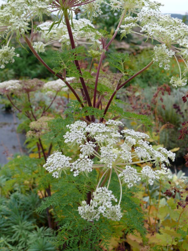 Selinum wallichianum (Kaschmirdolde, Silge)
