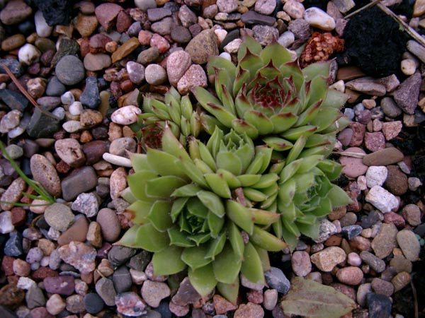 Sempervivum hybridum winterharte Arten (Garten-Hauswurz)