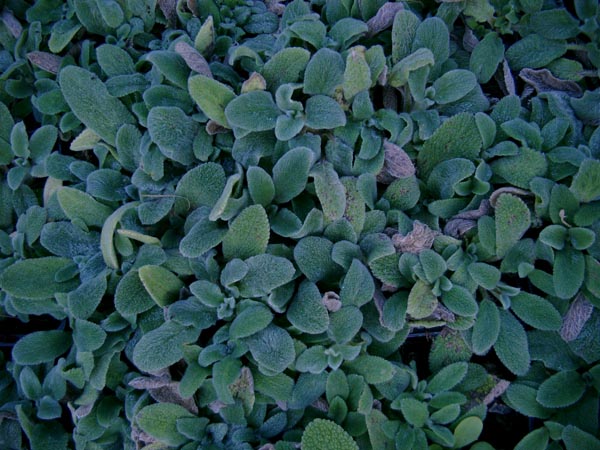 Stachys byzantina `Silky Fleece` (Kompakter Wollziest)