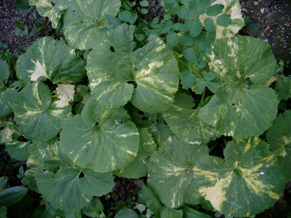 Petasites japonicus 'Variegatus' (Buntlaubiger Asiatischer-Pestwurz)