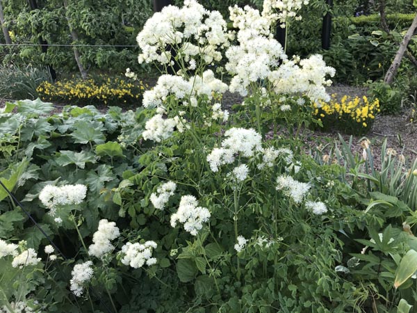 Thalictrum aquilegifolium 'Album' (Weiße Akeleiblättrige-Amstelraute)