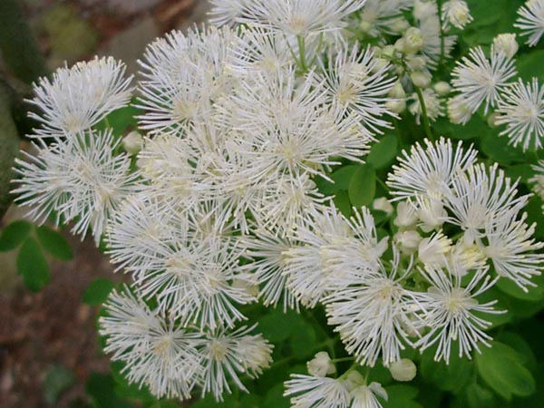 Thalictrum aquilegifolium 'Album' (Weiße Akeleiblättrige-Amstelraute)