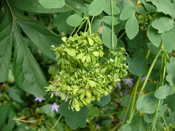 Thalictrum aquilegifolium 'Album' (Weiße Akeleiblättrige-Amstelraute)