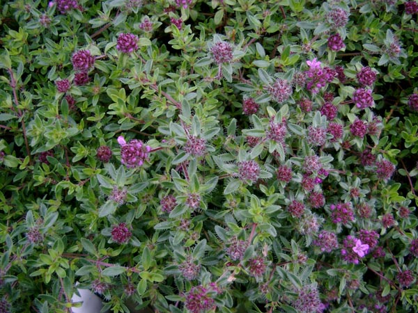 Thymus serpyllum `Magic Carpet` (Feldthymian)