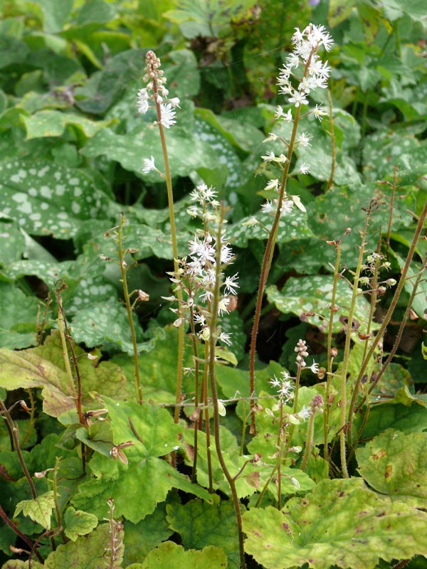 Tiarella wherryi (Amerikanische Schaumblüte)
