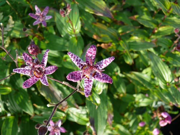 Tricyrtis hirta (Krötenlilie)