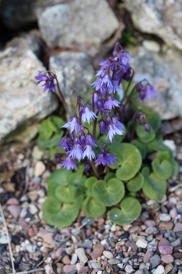 Soldanella montana (Wald-Troddelblume)