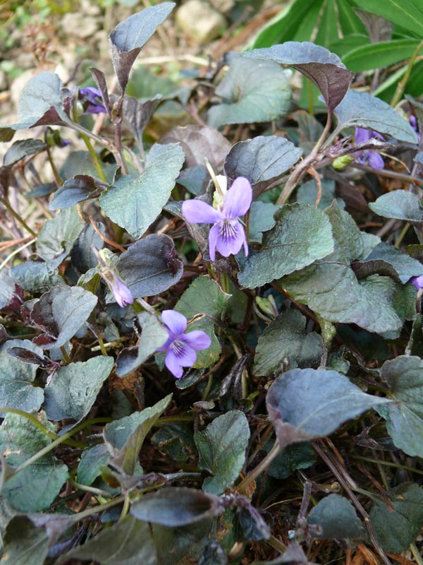 Viola labradorica (Labrador Veilchen)