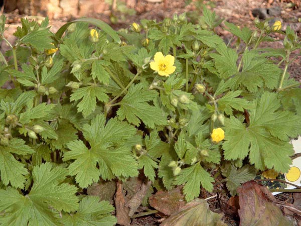 Waldsteinia geoides (Golderdbeere)