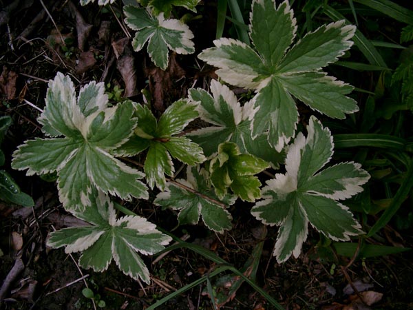Astrantia major 'Sunningdale Variegata' (Panaschierte Sterndolde)