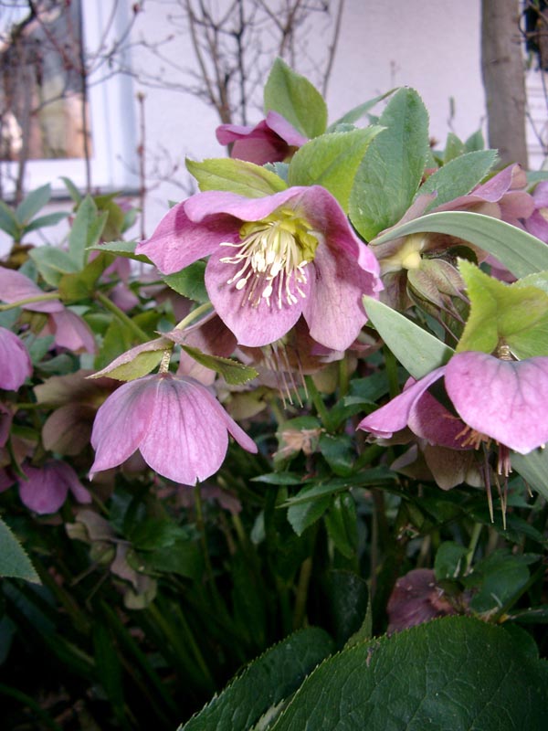 Helleborus Orientalis-Hybriden 'Rote Hybriden' (Rote Christrose)