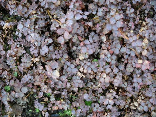 Acaena inermis 'Purpurea' (Rotes Stachelnüsschen)
